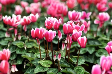 Cyclamen