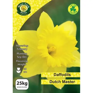 Daffodil 'Dutch Master' 25kg Net 12/14