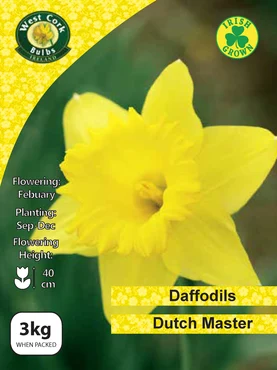 Daffodil 'Dutch Master' 3kg Net 12/14
