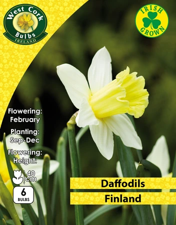 Daffodil Finland 6 Bulbs Prepack