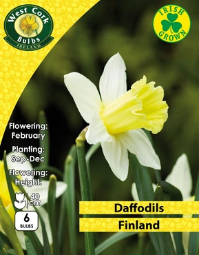 Daffodil Finland 6 Bulbs Prepack