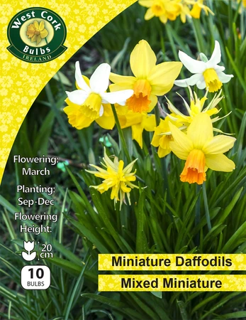 Daffodil Mixed Miniatures 50 Bulbs Net