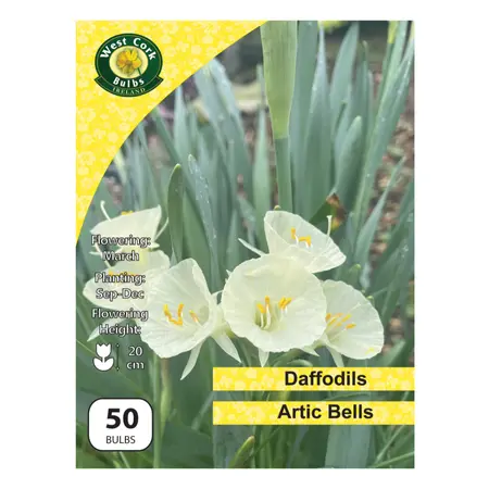 Daffodil Species 'Arctic Bells' 50 Bulbs Pack