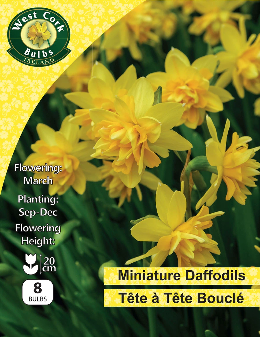Daffodil Tete A Tete Bouclé 8 Bulbs Hanleys of Cork