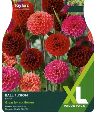 Dahlia Ball Fusion XL