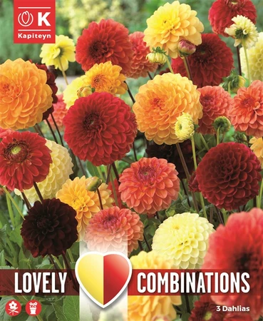 Dahlia Ball Red, Orange/Yellow X 3 