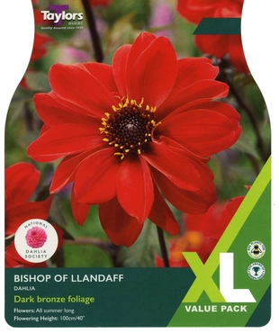 Dahlia Bishop Of Llandaff XL