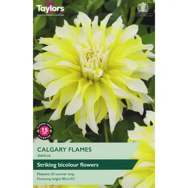Dahlia Calgary Flames