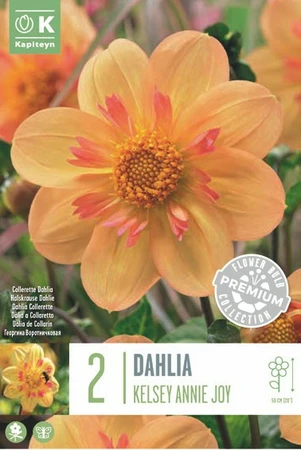 Dahlia Coll.Kelsey Annie Joy X2 