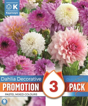 Dahlia Dec. Violet And White X 3 I
