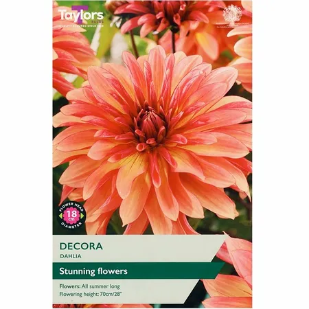 Dahlia Decora