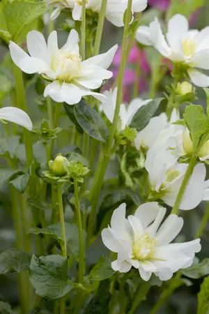 Dahlia Diamond Debutante - image 6