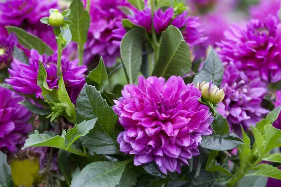 Dahlia Diamond Debutante - image 3