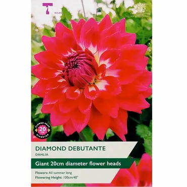Dahlia Diamond Debutante