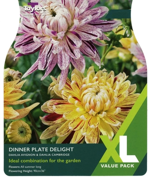 Dahlia Dinner Plate Delight XL