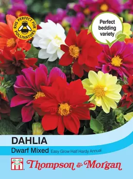 Dahlia Dwarf Mixed