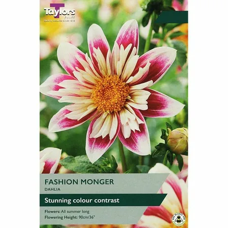 Dahlia Fashion Monger