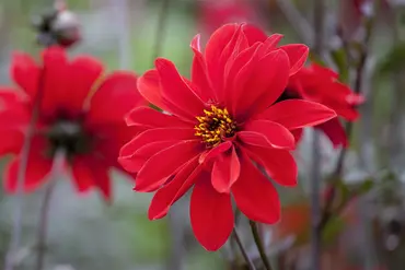 Dahlia Magenta Festival - image 4