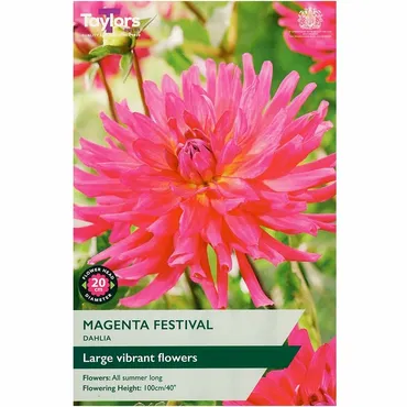Dahlia Magenta Festival