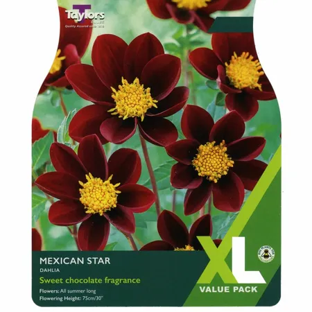 Dahlia Mexican Star XL