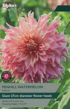 Dahlia Penhill Watermelon