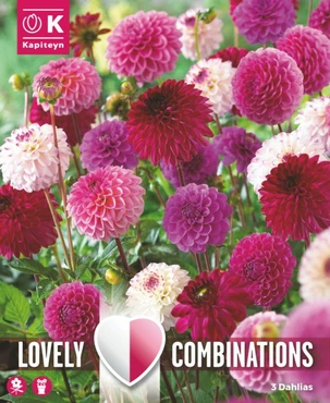 Dahlia Pompon/Ball Pink And Purple X 3 