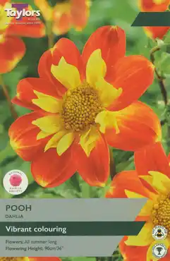 Dahlia Pooh