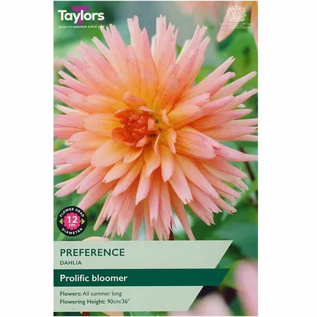Dahlia Preference