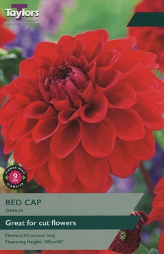 Dahlia Red Cap