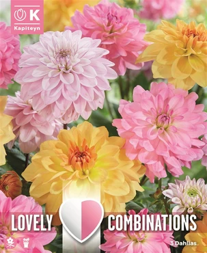 Dahlia Soft Tones X 3 