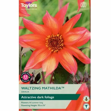 Dahlia Waltzing Mathilda