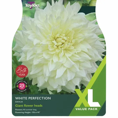 Dahlia White Perfection XL