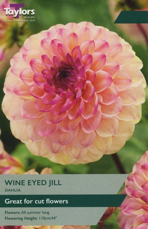 Dahlia Wine Eyed Jill