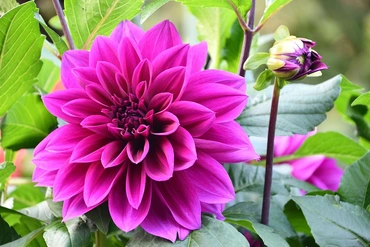 Dahlias