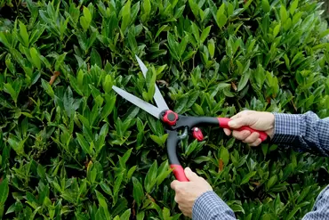 Darlac Classic Shear - image 2