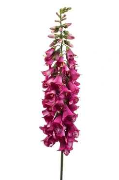 Digitalis Spray Beauty 120cm