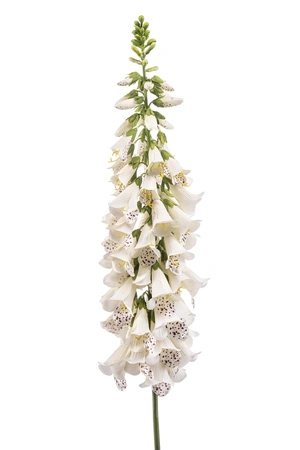 Digitalis Spray Cream 120cm