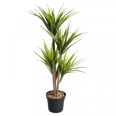 dragon tree