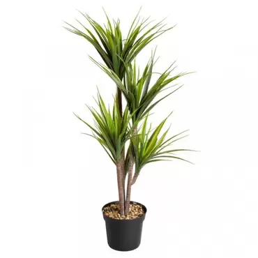 dragon tree