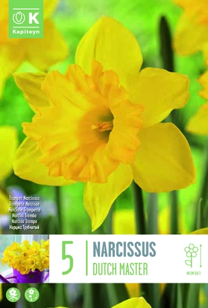 Dutch Master Narcissus Bulbs