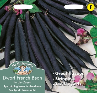 Dwarf French Bean Purple Queen - image 1