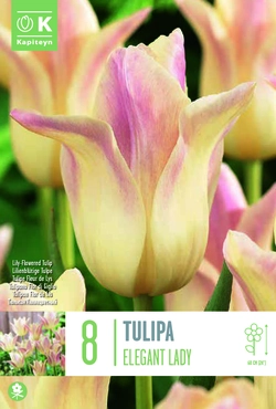 Elegant Lady Tulip Bulbs