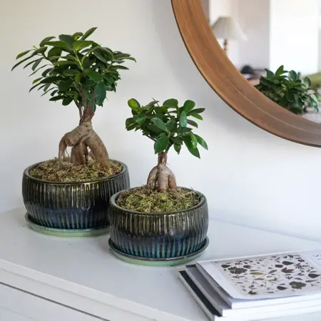 Emerald Round Reactive Glaze Bonsai Planter L - image 3
