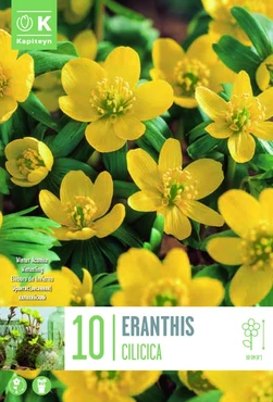 Eranthis Cilicica X10 4/+