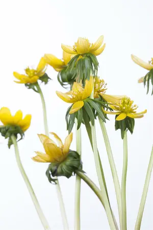 Eranthis Hyemalis 'Cilicica' 20 Bulbs Pack 5/6 - image 2