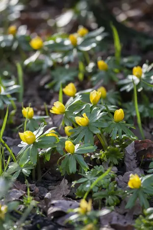 Eranthis Hyemalis 'Cilicica' 20 Bulbs Pack 5/6 - image 3