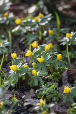 Eranthis Hyemalis 'Cilicica' 20 Bulbs Pack 5/6 - image 3