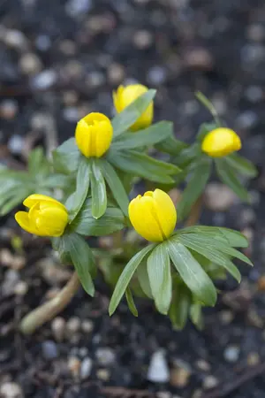 Eranthis Hyemalis 'Cilicica' 20 Bulbs Pack 5/6 - image 4