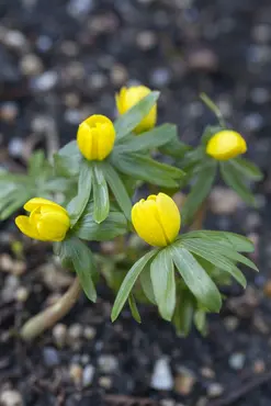 Eranthis Hyemalis 'Cilicica' 20 Bulbs Pack 5/6 - image 4
