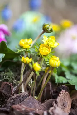 Eranthis Hyemalis 'Cilicica' 20 Bulbs Pack 5/6 - image 5